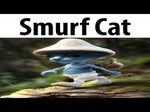 smurf cat