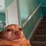 Haelp Crashout - Sound