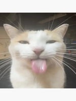 Picadura de la Cobra gay