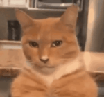 Wait! They don't love you like I love you