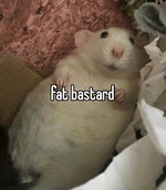 awoo maroon 5 animals