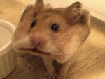 Hamster Burp