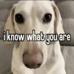 I know what you are