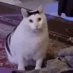 HUh