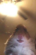 chestnuts roasting on an open fire