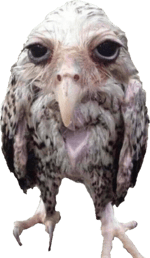 happy birthday soggyaidan