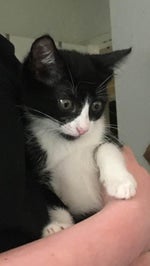 caseoh throwing cheeks