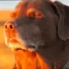 Cooked Dog bass boosted