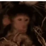 I am hard of hearing