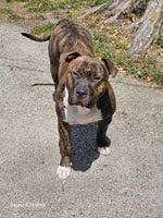 Civilization (Bongo, Bongo, Bongo) (Remastered)