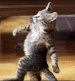 cat screaming into camera