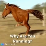Why are you running - Dank Meme