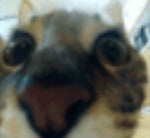 Mahito domain expansion