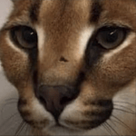 Ren ai Fantasy Pratanallis feat