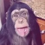 Monkey Sound Effect