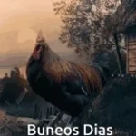 chicken morning sound