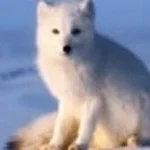 I see kareem jersey club