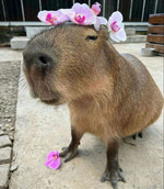 capybara