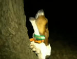 Dog screaming near a tree like a human meme
