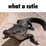 Wow look at the crocodiles meme - Sound