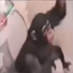 Monkey in my Bathroom