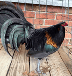 yankee doodle fife and drum - Sound