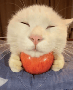 choo choo yaa (good night cat)