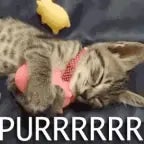 Cat-purr(chosic.com)