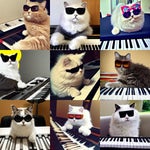 Keyboard Cat Weird