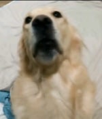 Derek Rae Commentary