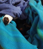 SON GIGGETTO BAMBINO