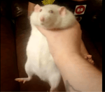 MARIO WHAT THE HECK ARE YOU DOING