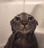 Ishowspeed Sewi (Sound Effect)