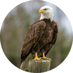 Eagle earrape