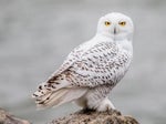 Snow Owls Fault