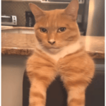 What the skibidi toilet sigma? - Sound