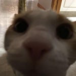 Gnarpy sings Rises the moon 1