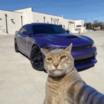 Go kitty go