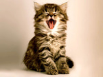 nightcore sped up {} go kitty go!