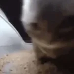 Chipi Chipi Chapa Chapa