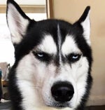 CLANDESTINA für Noel