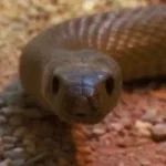 hissing-snake