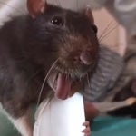 tusuy kusun 4 - Sound