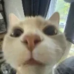 Tuff cat