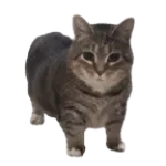 Cat Meme - u i i io i ii a (copy)