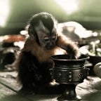 Wo ist die Kokosnuss