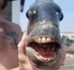 Oi neto querido tem peixe tá