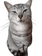 Ena key to succes dream bbq