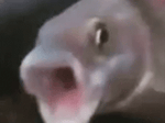Bruh Sound Effect (HD)