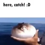 Fish jumpscare